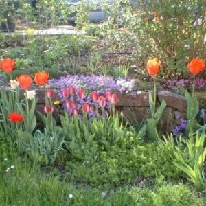 Ein Tulpenbeet im Mai
